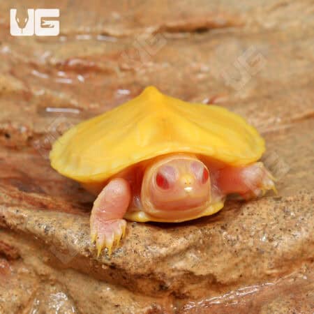 Baby Albino Red Ear Slider Turtles For Sale - Underground Reptiles