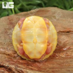 Baby Albino Red Ear Slider Turtles For Sale - Underground Reptiles