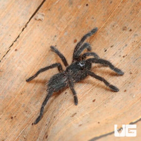 Big Black Earth tiger Tarantula For Sale - Underground Reptiles