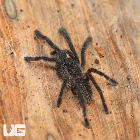 Big Black Earth tiger Tarantula For Sale - Underground Reptiles