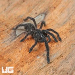 Big Black Earth tiger Tarantula For Sale - Underground Reptiles