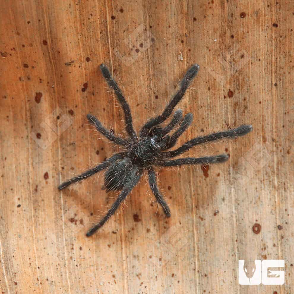 Big Black Earth tiger Tarantula For Sale Underground Reptiles