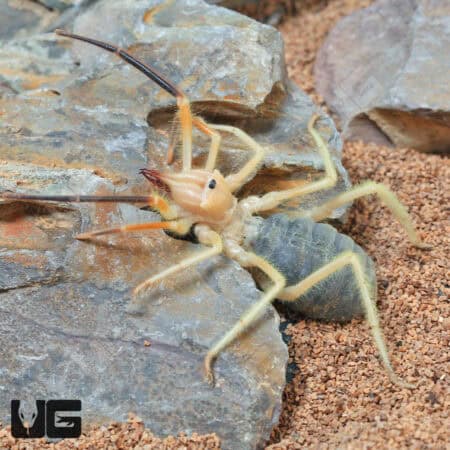 Camel Spider For Sale - Underground Reptiles