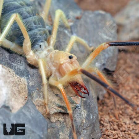 Camel Spider For Sale - Underground Reptiles