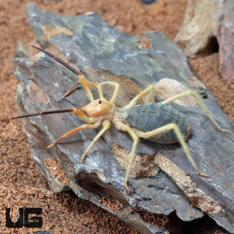 Blonde Camel Spider For Sale Underground Reptiles