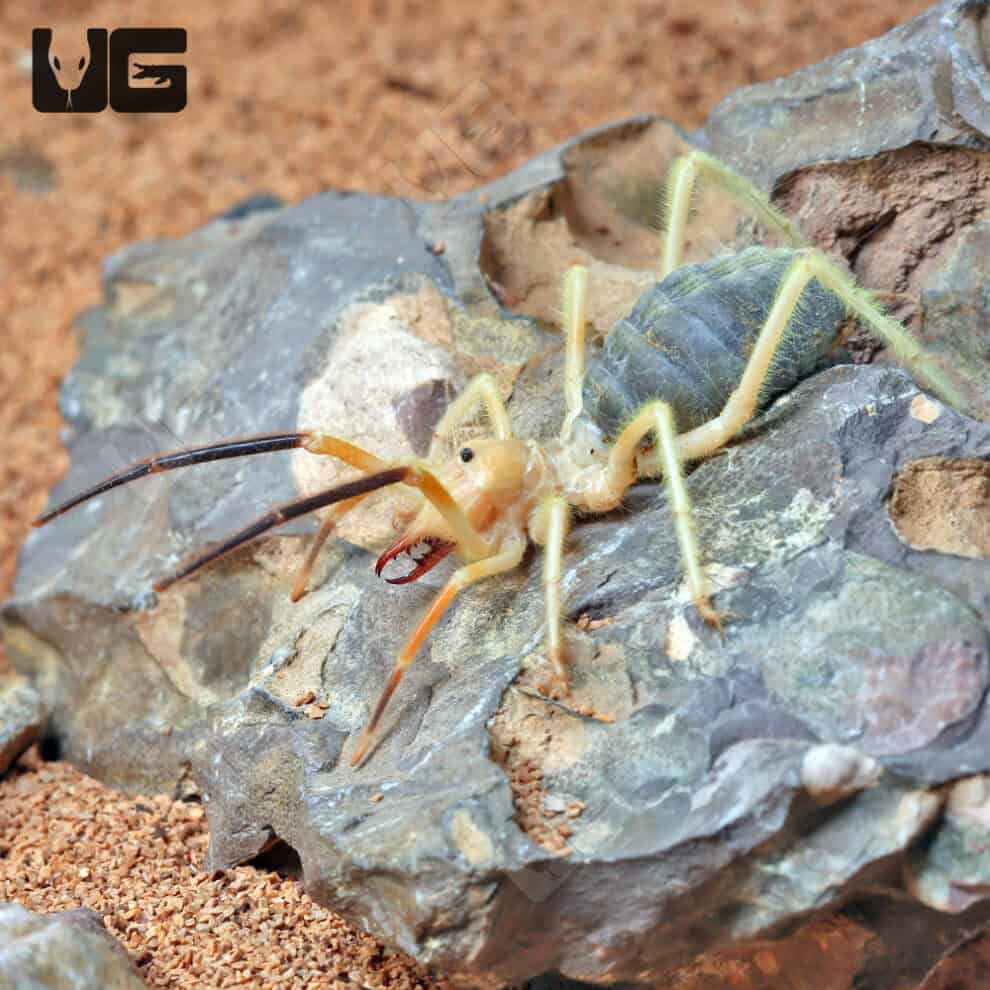 Blonde Camel Spider For Sale Underground Reptiles