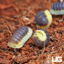 Blue Lemon Isopods (Cubaris Sp. Blue Lemon) For Sale - Underground Reptiles