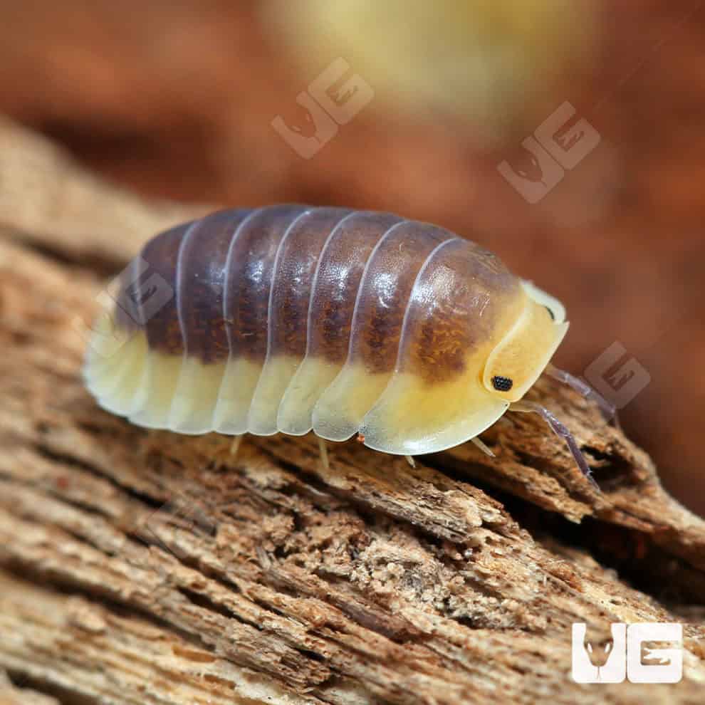 Blue Lemon Isopods (Cubaris Sp. Blue Lemon) For Sale - Underground Reptiles