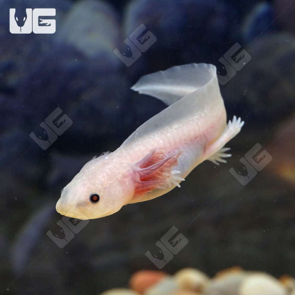 Copper Leucsitic Axolotls For Sale Underground Reptiles