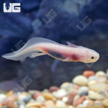 Copper Leucsitic Axolotls For Sale - Underground Reptiles