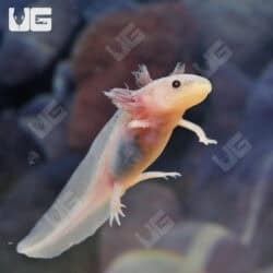 Copper Leucsitic Axolotls For Sale - Underground Reptiles
