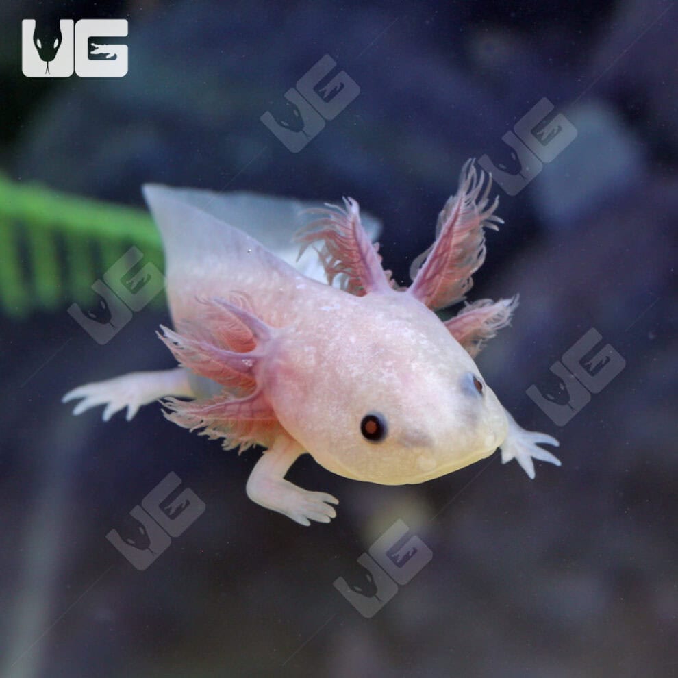 Axolotls For Sale Underground Reptiles