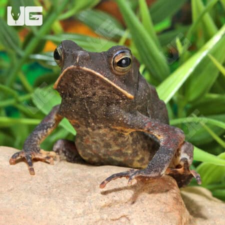Crested Toads For Sale - Underground Reptiles