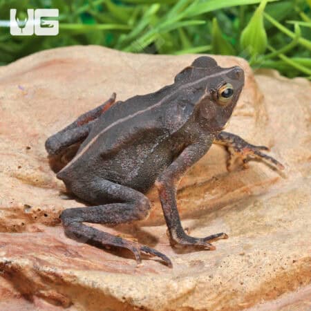 Crested Toads For Sale - Underground Reptiles