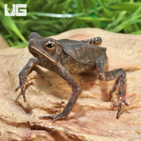 Crested Toads For Sale - Underground Reptiles