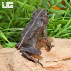 Crested Toads For Sale - Underground Reptiles