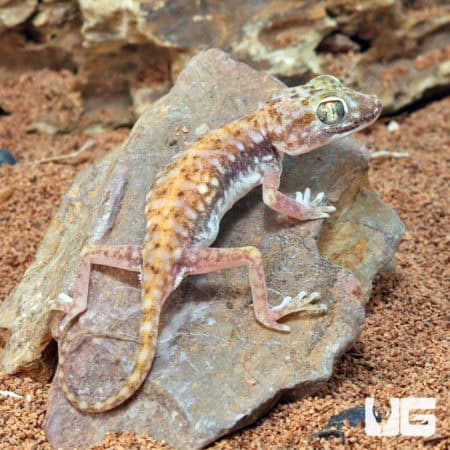Egyptian Sand Geckos (Stenodactylus petrii) For Sale - Underground Reptiles