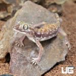 Egyptian Sand Geckos (Stenodactylus petrii) For Sale - Underground Reptiles