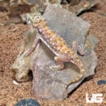 Egyptian Sand Geckos (Stenodactylus petrii) For Sale - Underground Reptiles