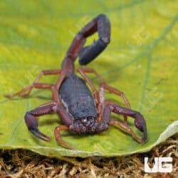 Florida Bark Scorpions For Sale - Underground Reptiles