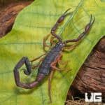 Florida Bark Scorpions For Sale - Underground Reptiles