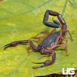 Florida Bark Scorpions For Sale - Underground Reptiles