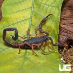 Florida Bark Scorpions For Sale - Underground Reptiles