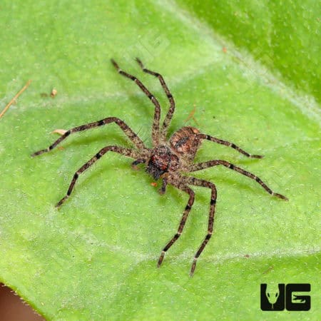 Ghost Huntsman Spider (Barylestis saaristoi) For Sale - Underground Reptiles