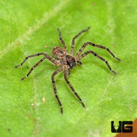 Ghost Huntsman Spider (Barylestis saaristoi) For Sale - Underground Reptiles