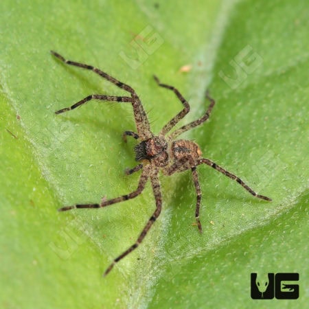 Ghost Huntsman Spider (Barylestis saaristoi) For Sale - Underground Reptiles