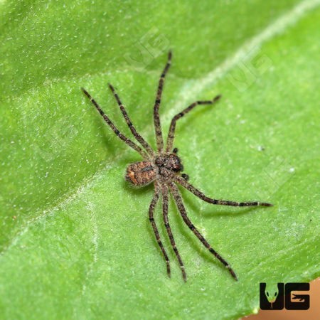Ghost Huntsman Spider (Barylestis saaristoi) For Sale - Underground Reptiles