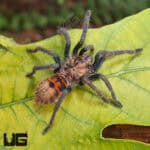 Green Bottle Blue Tarantula - Underground Reptiles