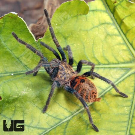 Green Bottle Blue Tarantula - Underground Reptiles