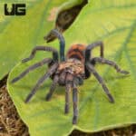 Green Bottle Blue Tarantula - Underground Reptiles