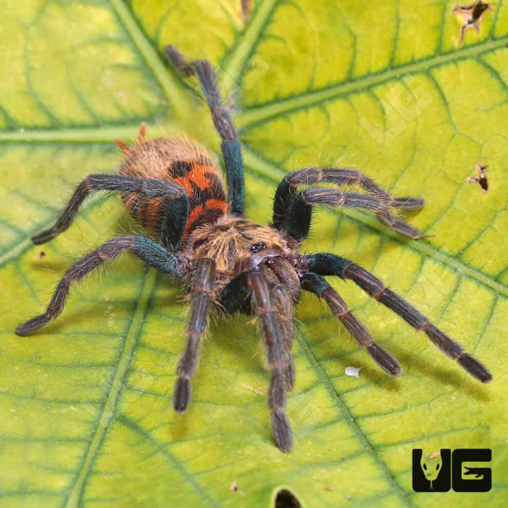 Green Bottle Blue Tarantula - Underground Reptiles