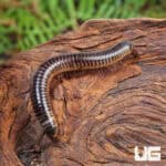 Ivory Millipedes For Sale - Underground Reptiles