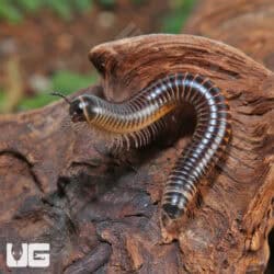 Ivory Millipedes For Sale - Underground Reptiles