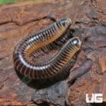 Ivory Millipedes For Sale - Underground Reptiles