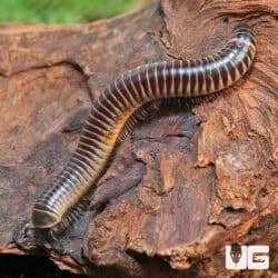 Ivory Millipedes For Sale - Underground Reptiles