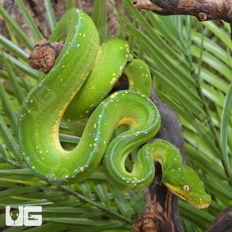 Baby Jayapura Green Tree Python For Sale - Underground Reptiles
