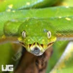 Jayapura Green Tree Pythons (Morelia viridis) For Sale - Underground Reptiles