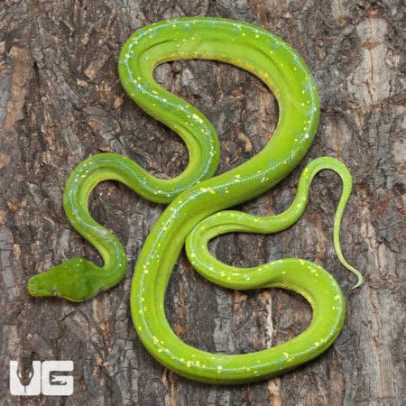 Jayapura Green Tree Pythons (Morelia viridis) For Sale - Underground Reptiles