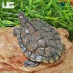 Juvenile Ouachita Map Turtles For Sale - Underground Reptiles