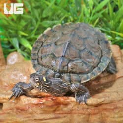 Juvenile Ouachita Map Turtles For Sale - Underground Reptiles