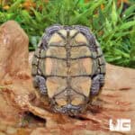 Juvenile Ouachita Map Turtles For Sale - Underground Reptiles
