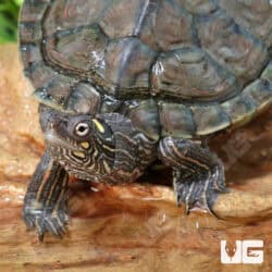 Juvenile Ouachita Map Turtles For Sale - Underground Reptiles