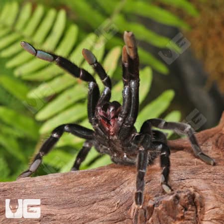Khao Sok Tarantulas (Ornithoctoniae sp. Khao Sok) For Sale - Underground Reptiles