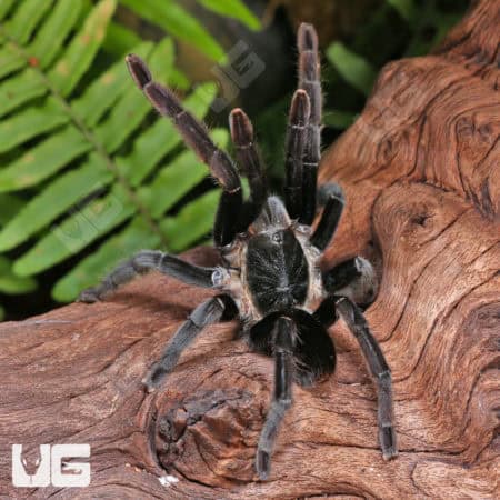 Khao Sok Tarantulas (Ornithoctoniae sp. Khao Sok) For Sale - Underground Reptiles