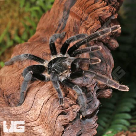 Khao Sok Tarantulas (Ornithoctoniae sp. Khao Sok) For Sale - Underground Reptiles