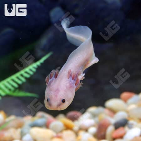 Melanoid Copper Axanthic Axolotls For Sale - Underground Reptiles